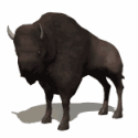 peau de bison - Besoin d'aide pour le tannage de peau de bison - Page 2 318361